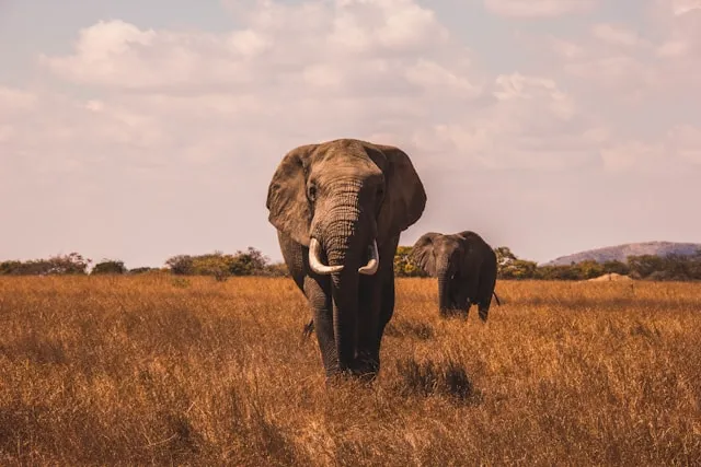 safari